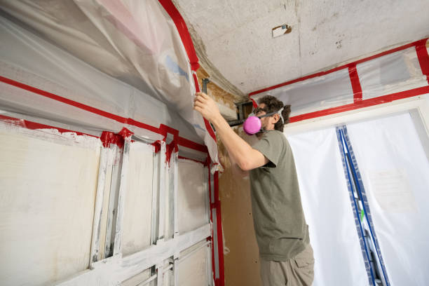 Trusted Dawsonville, GA Mold Removal Experts