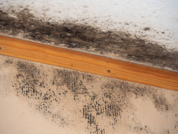 Best Post-Remediation Verification Testing  in Dawsonville, GA