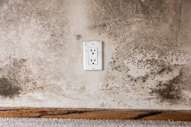 Best Residential Mold Inspection & Testing  in Dawsonville, GA