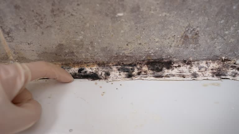 Best Emergency Mold Remediation  in Dawsonville, GA